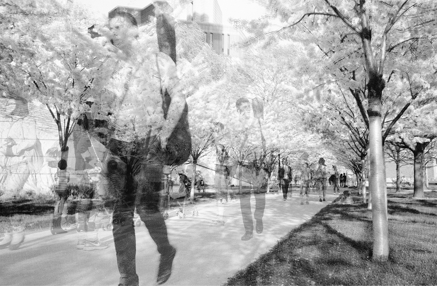 Cherry blossoms, U of T, 2014